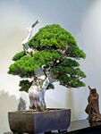 盆景