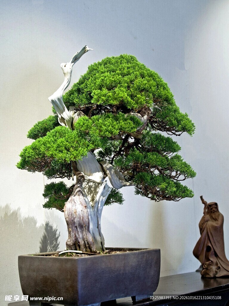 盆景