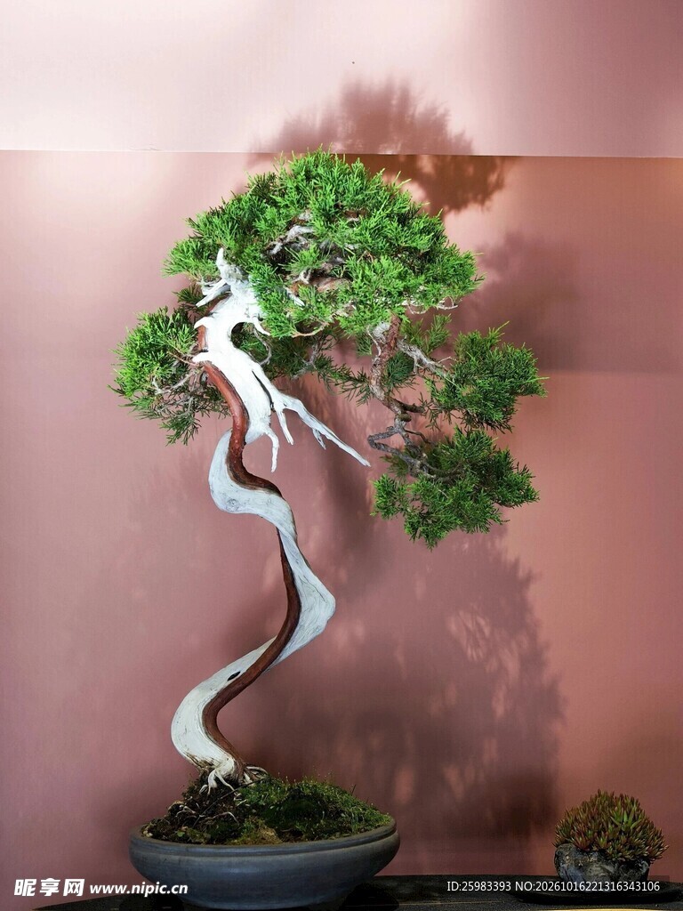 盆景