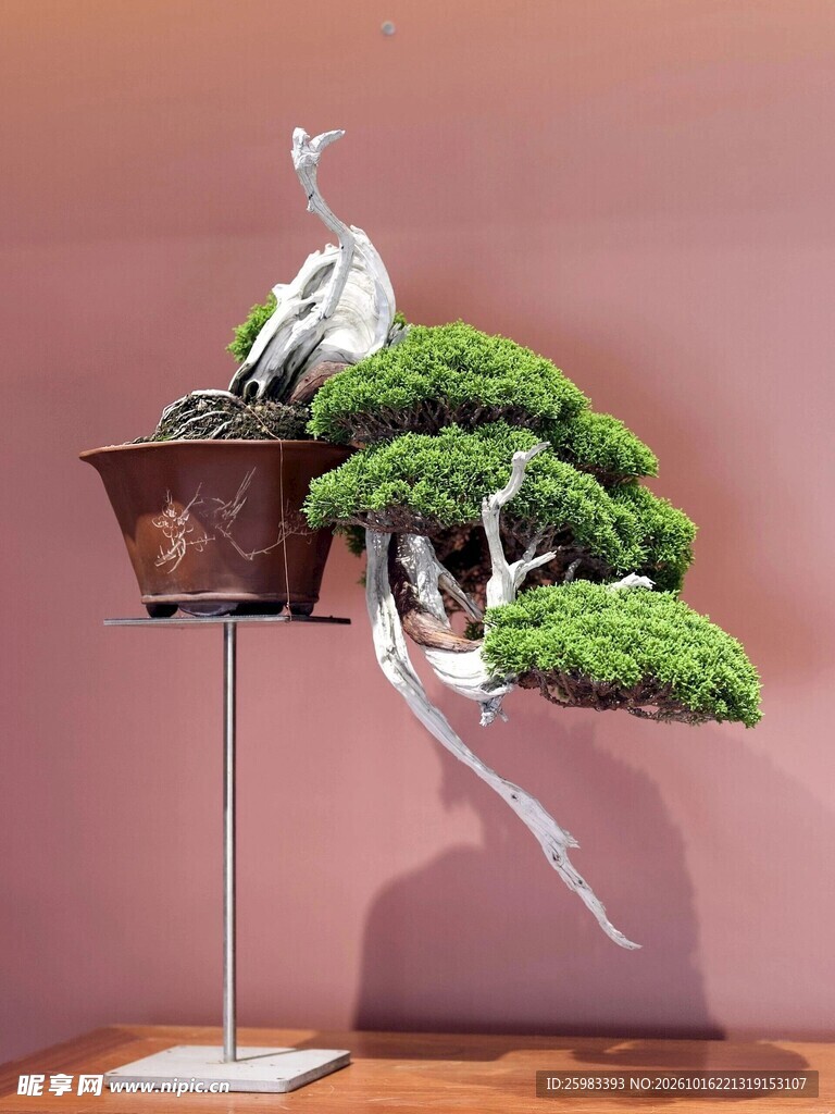 盆景