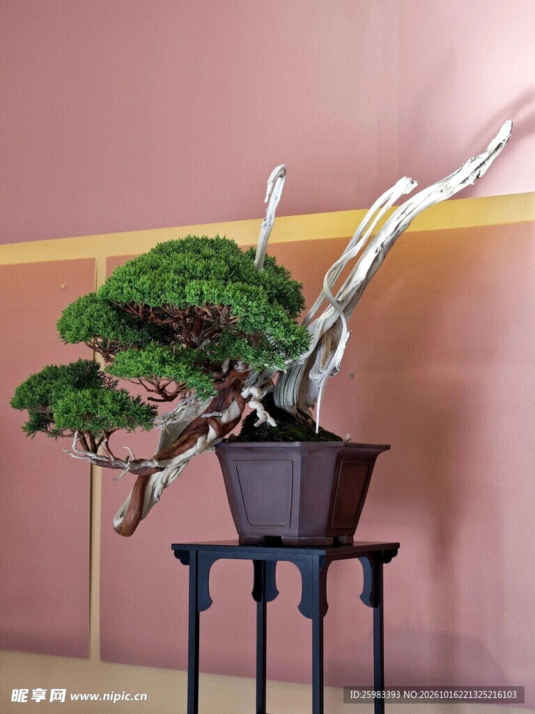 盆景