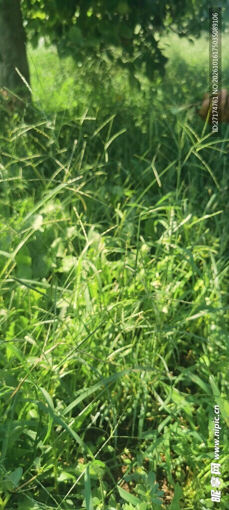 翠绿野生草丛特写