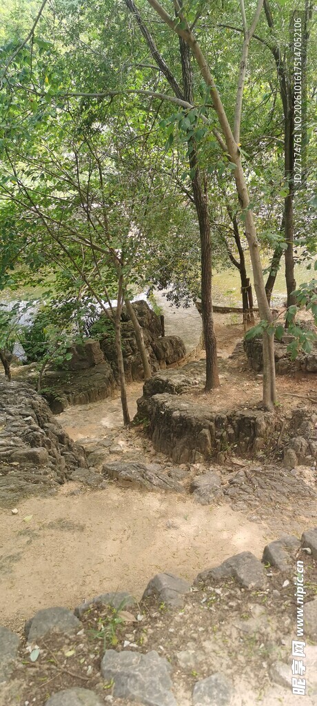 林间郊野土路风光