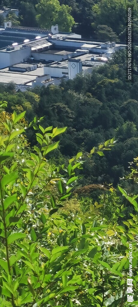 林间远眺湖畔风光
