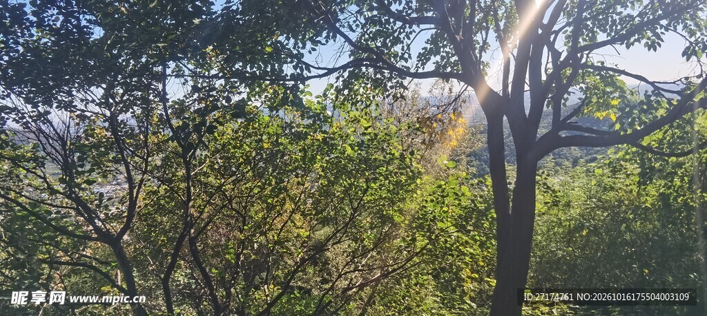 户外树林自然景观