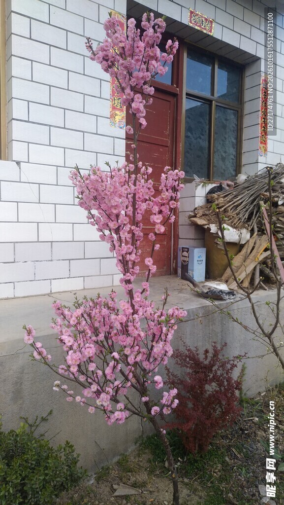 屋前春日粉花盛放