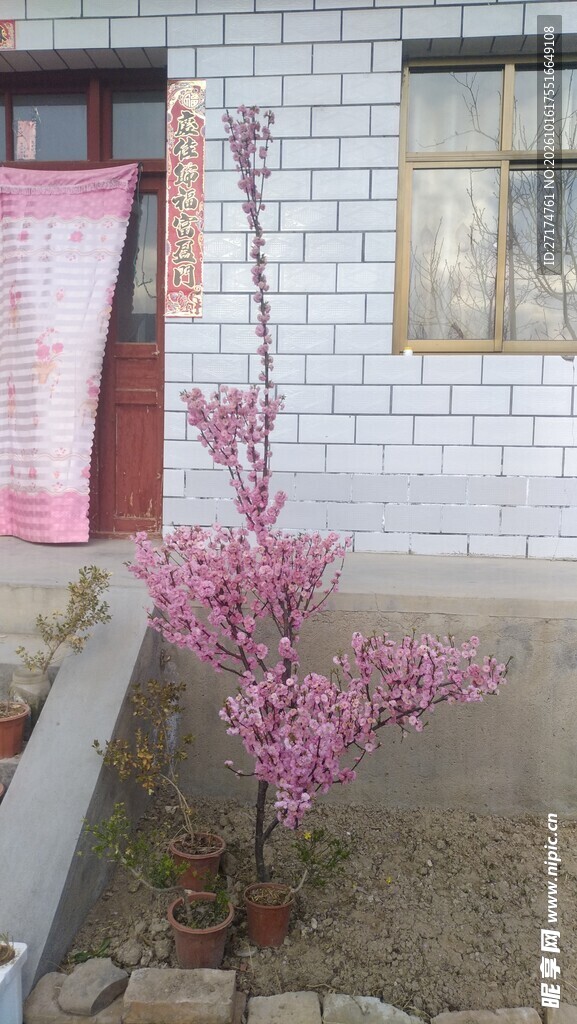 民居旁的粉色花树