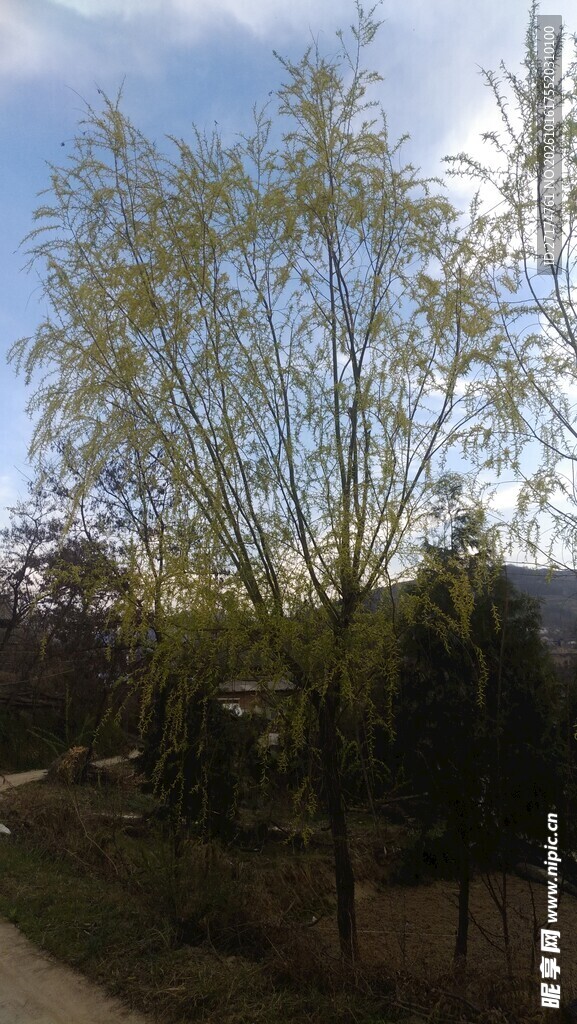春日户外树木蓝天景致