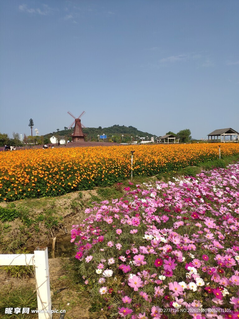 苏州太湖花海