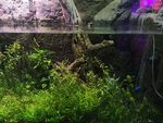 水草