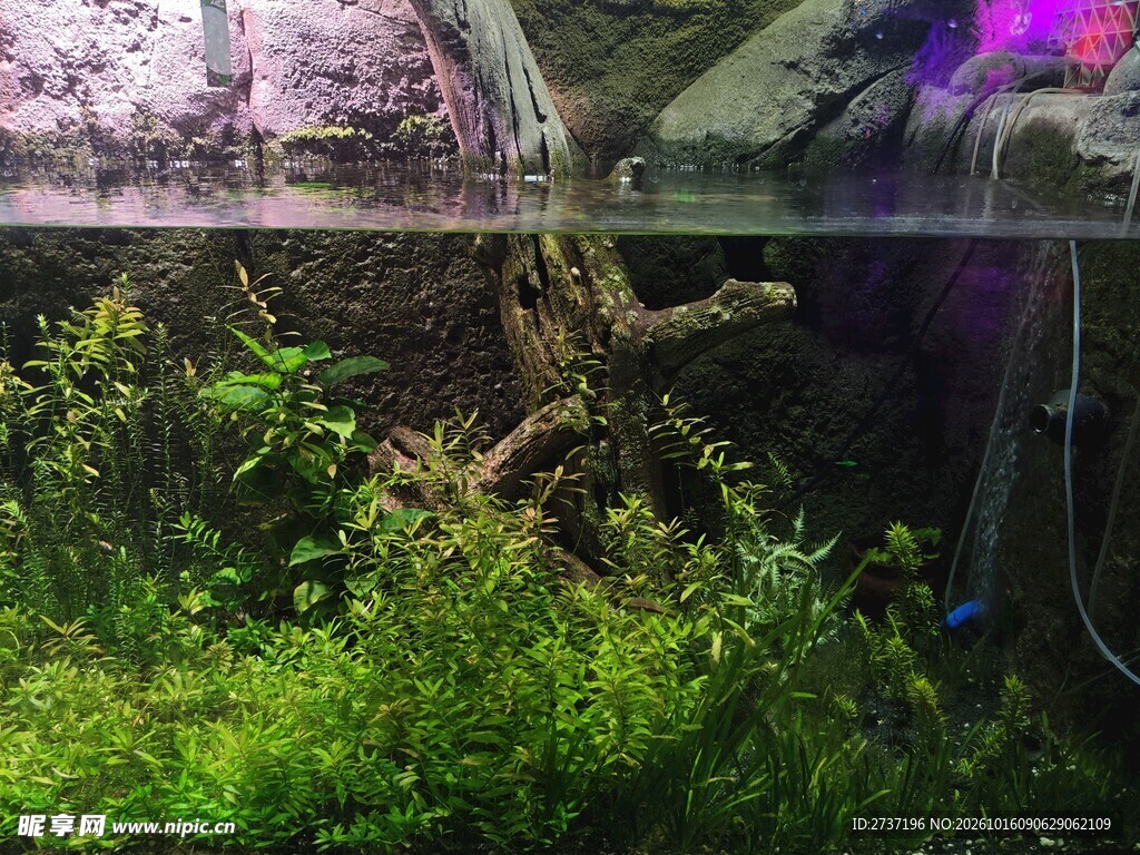 水草