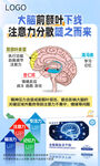 大脑前额叶健康科普
