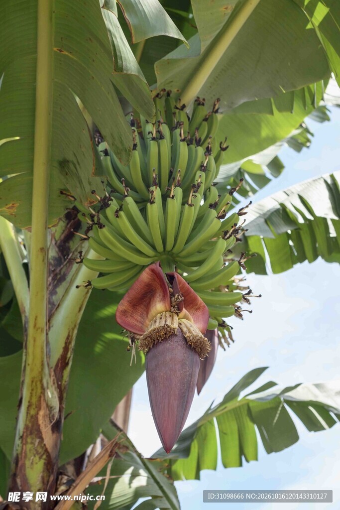 香蕉幼果与芭蕉花