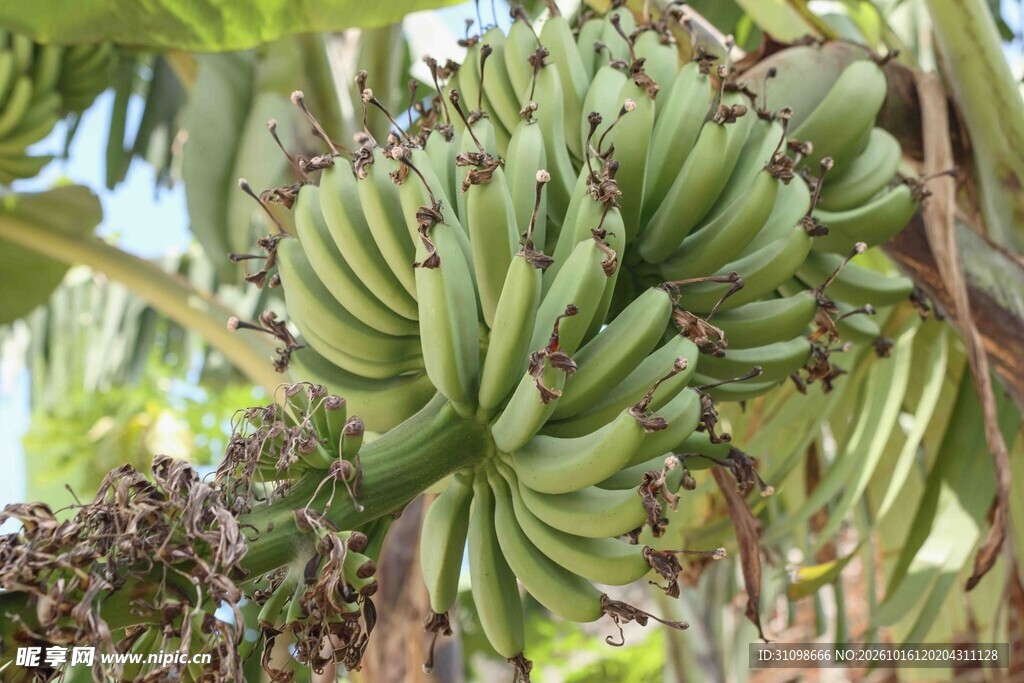 枝头成串青香蕉