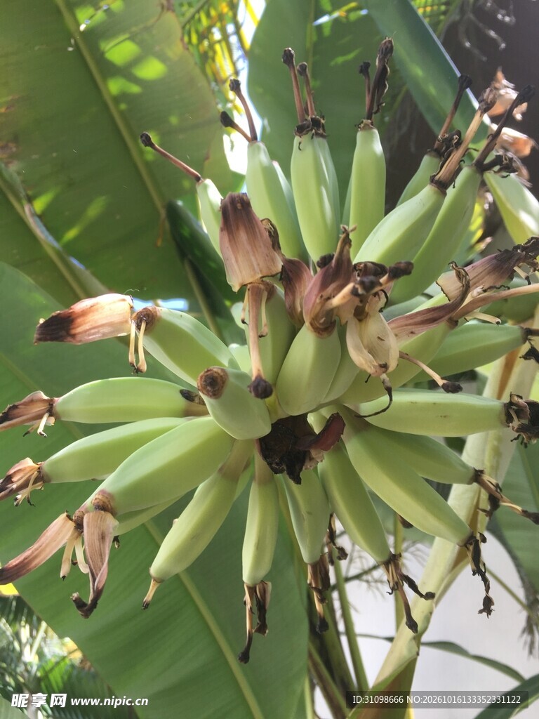 挂在枝头的青香蕉