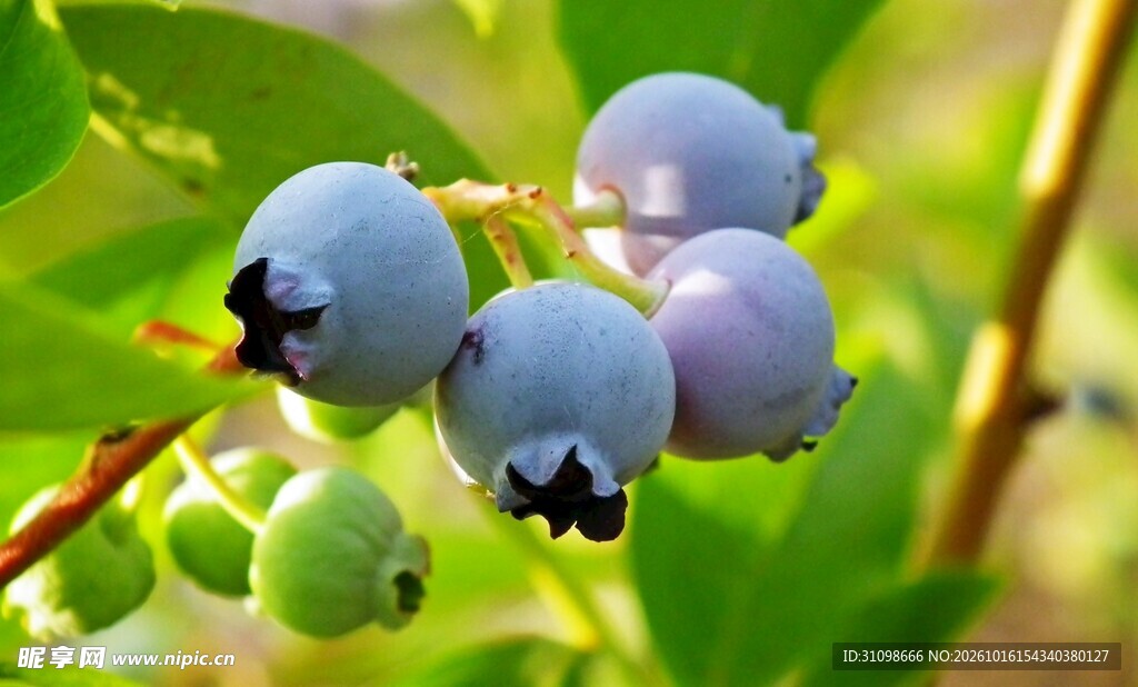 枝头成熟蓝莓特写