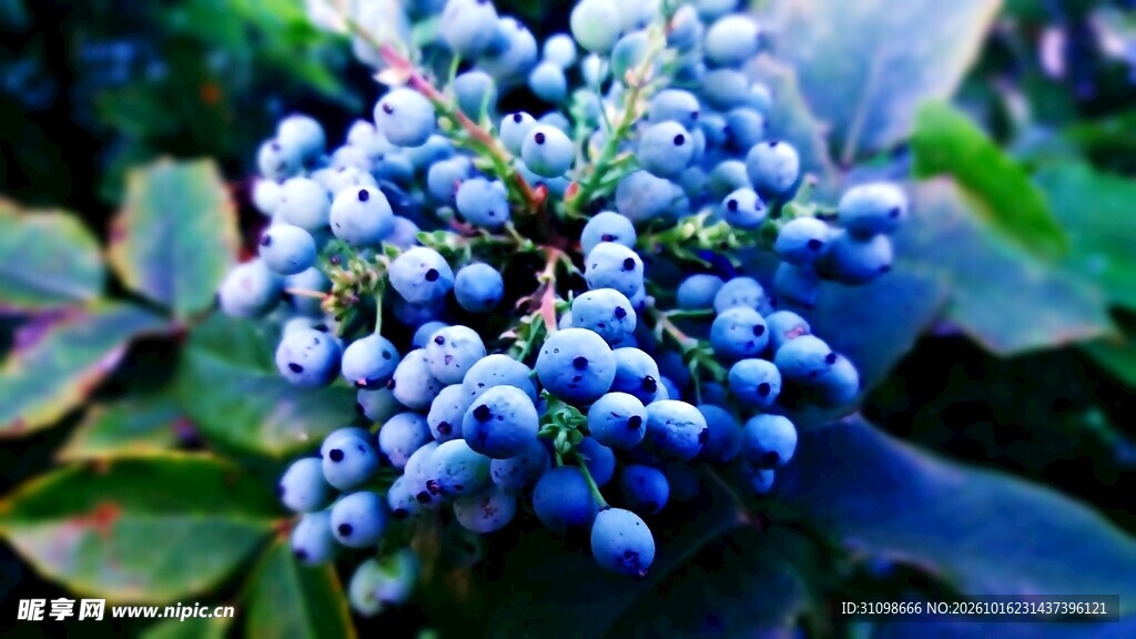 蓝色浆果簇特写