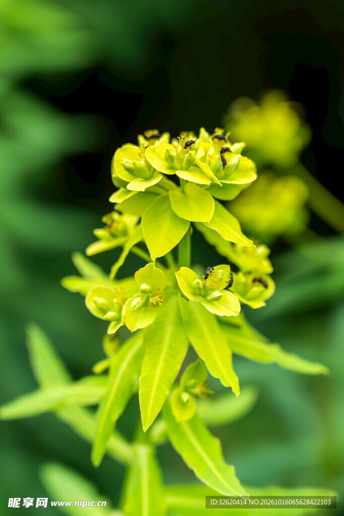 朦胧黄花植物特写