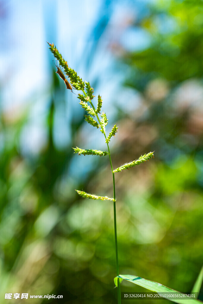 清新野草特写