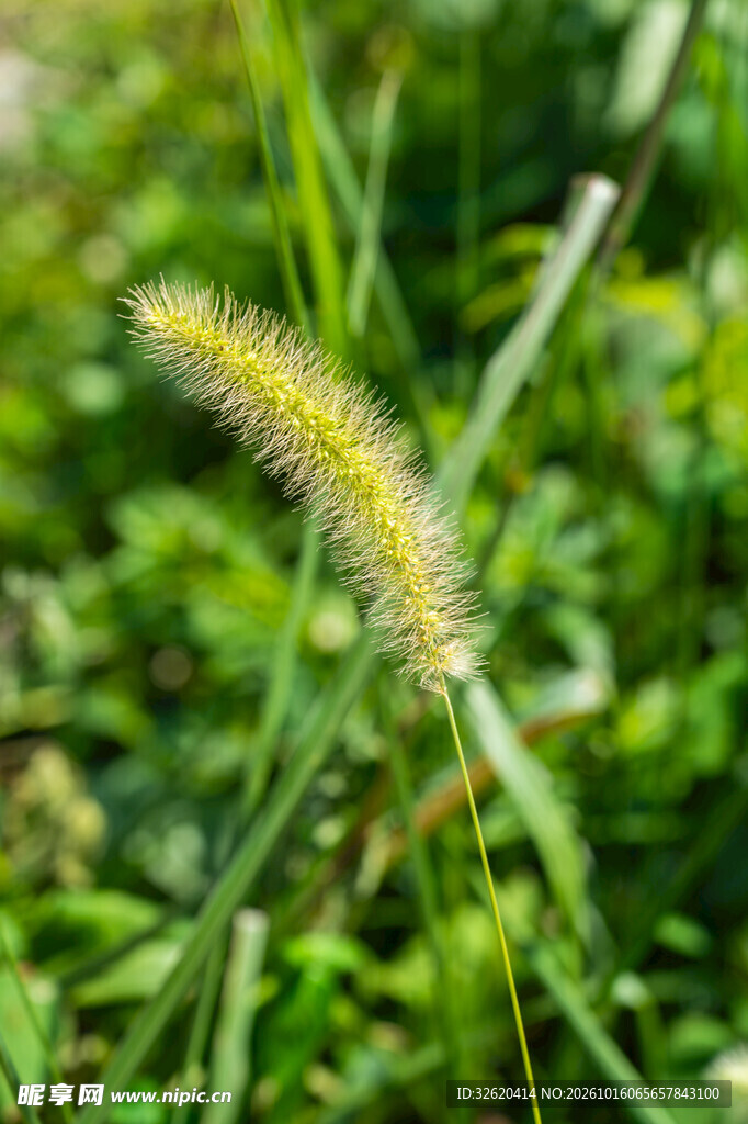 清新狗尾草绿意特写
