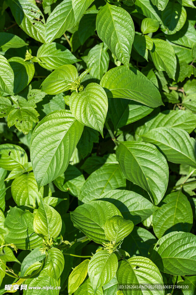 鲜绿阔叶植物叶片特写