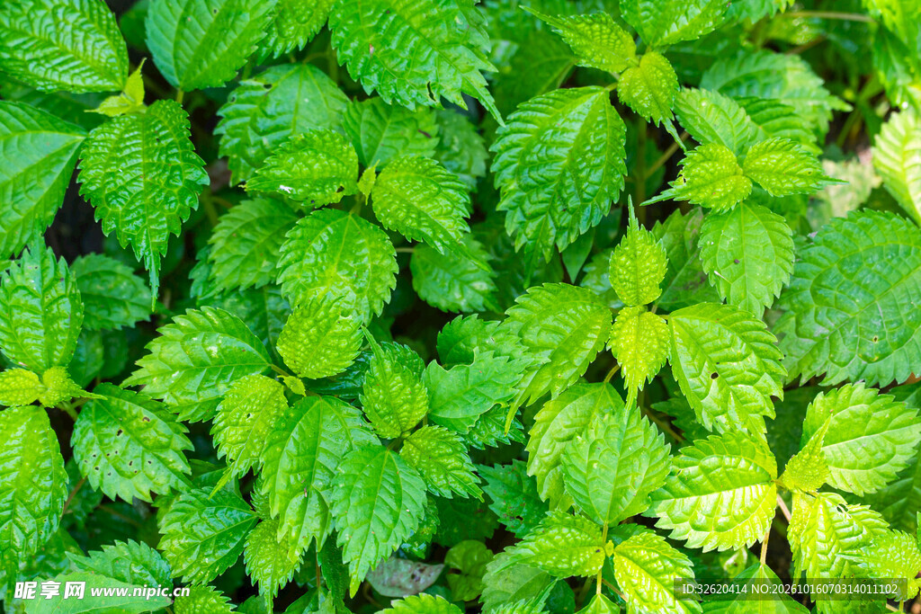 清新翠绿绿叶背景