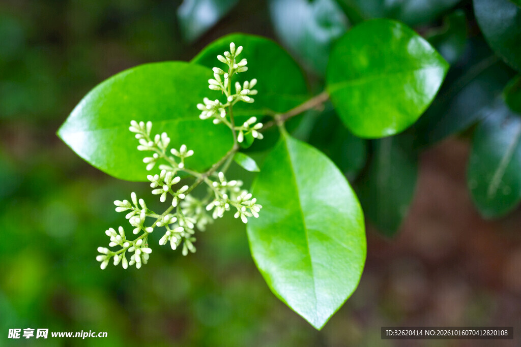 清新绿植枝叶花穗特写
