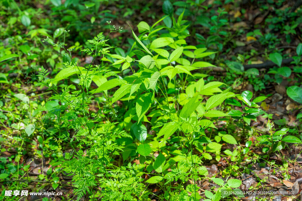 野外鲜绿绿植丛