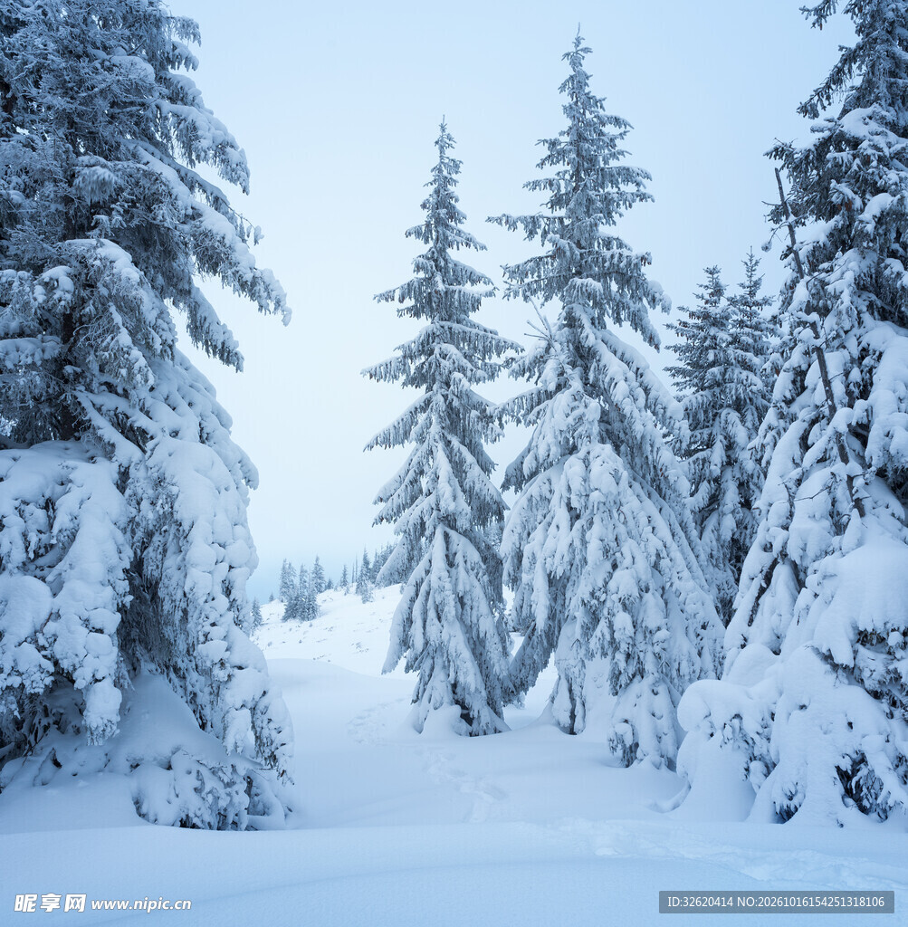 冬季雪原松林雪景