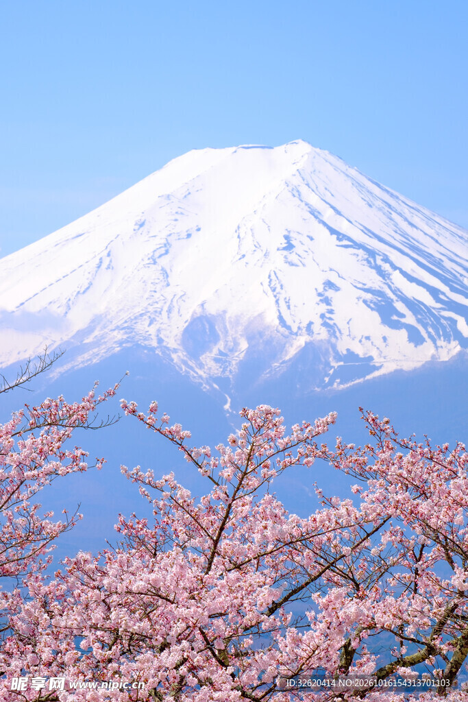 富士山春日樱花美景