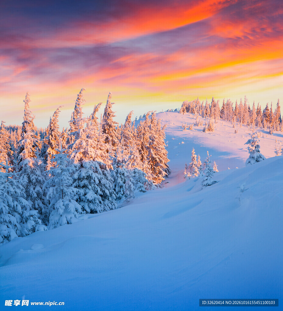 冬日雪林晚霞美景