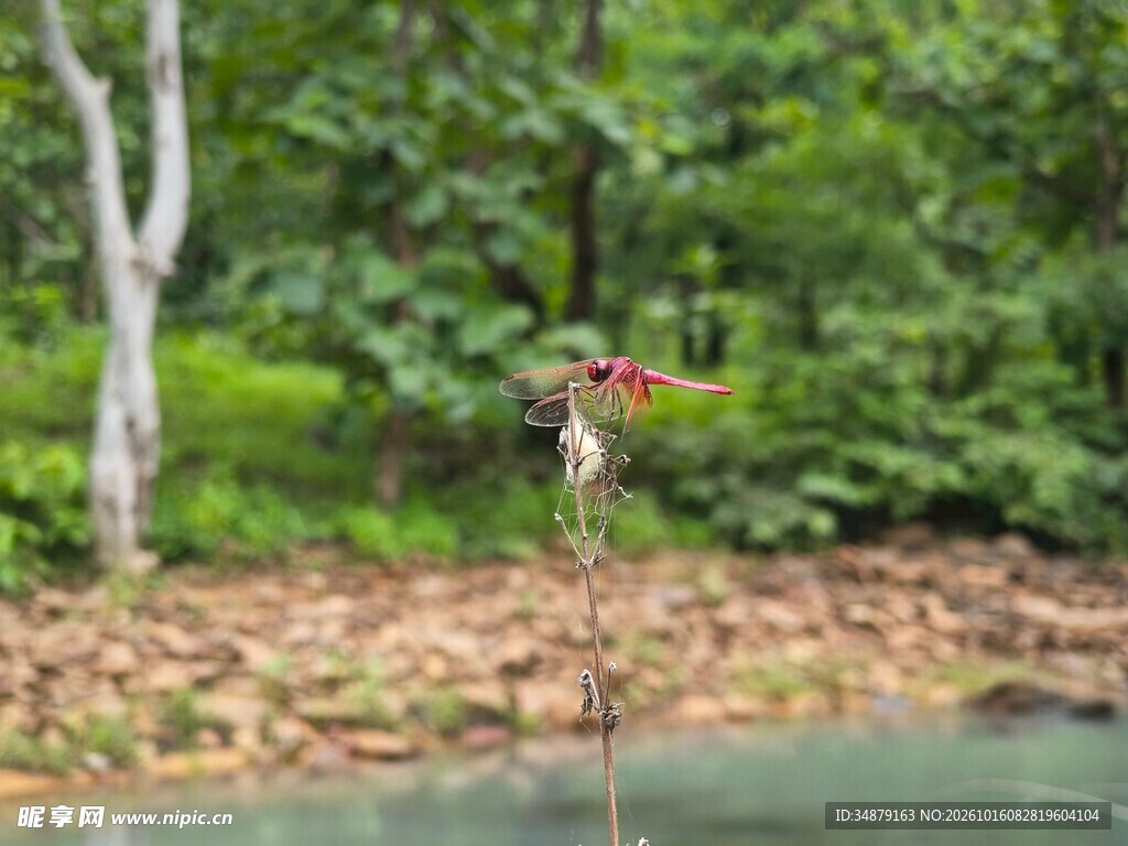 野外水岸红蜻蜓栖息