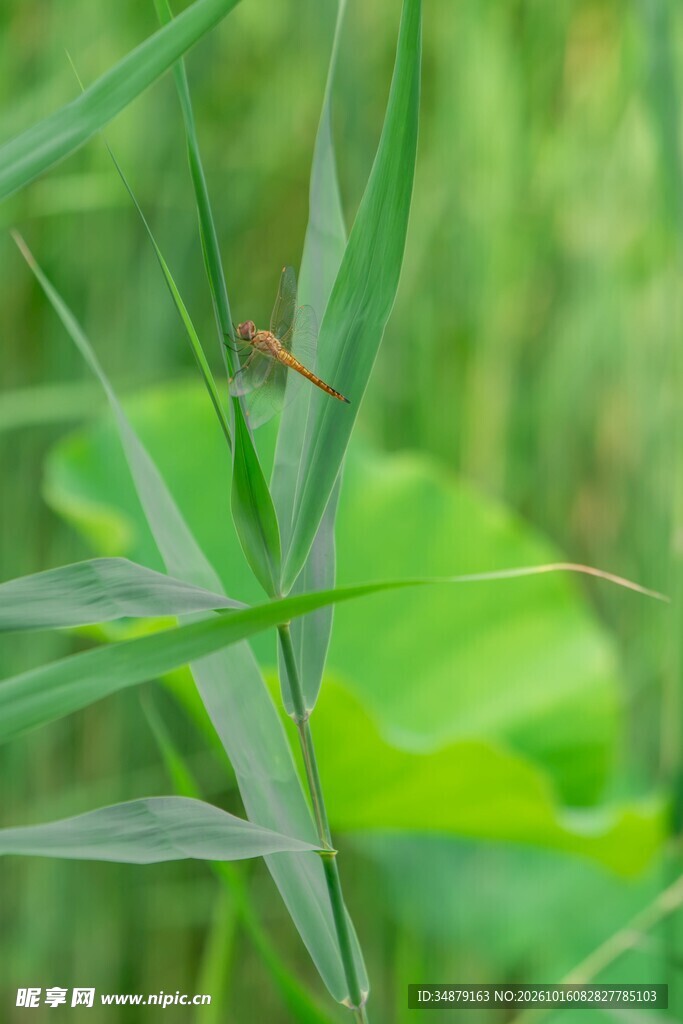 朦胧绿意草叶背景