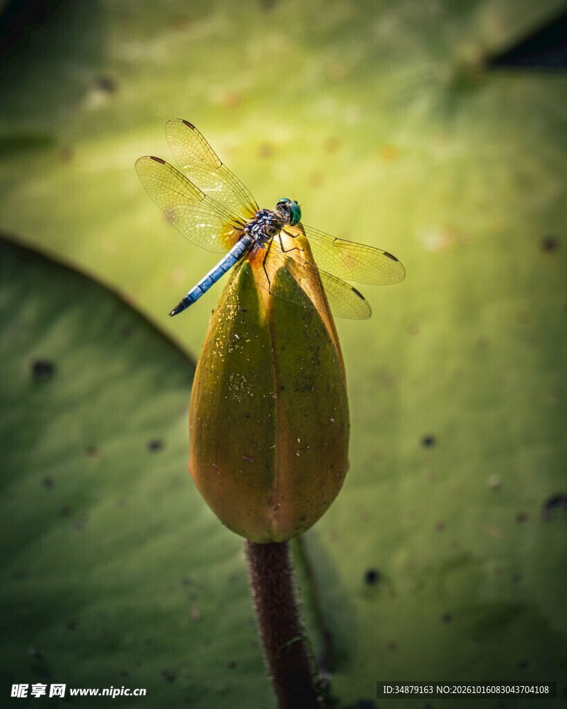 蜻蜓立荷苞