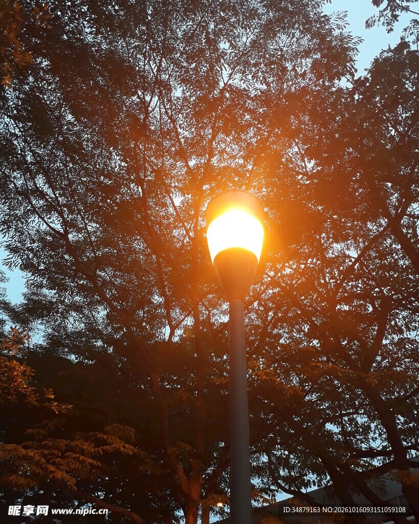 林间树隙洒落阳光