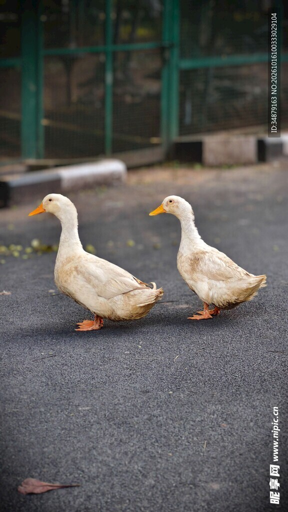 两只散步的白鸭