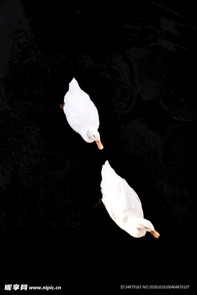 黑底两瓣白色花瓣