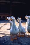 阳光下的白鸭群