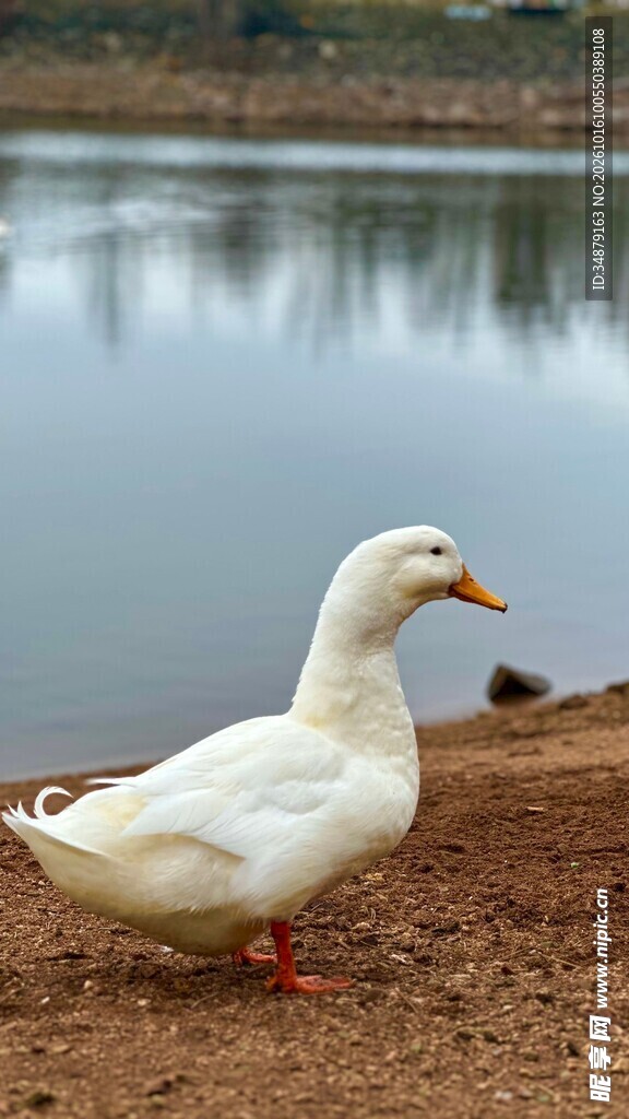 湖畔白鸭
