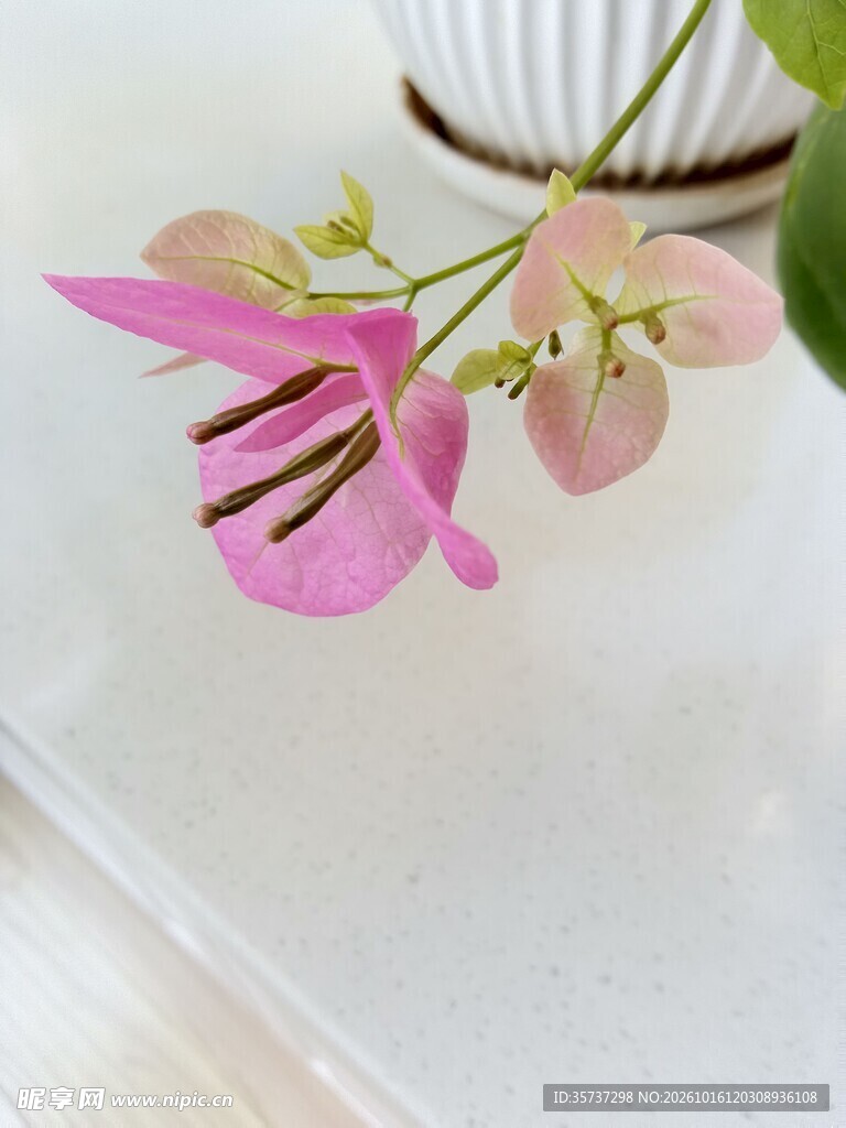 粉色三角梅花朵