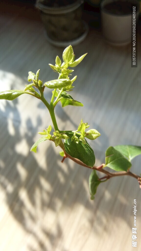 三角梅嫩花苞特写