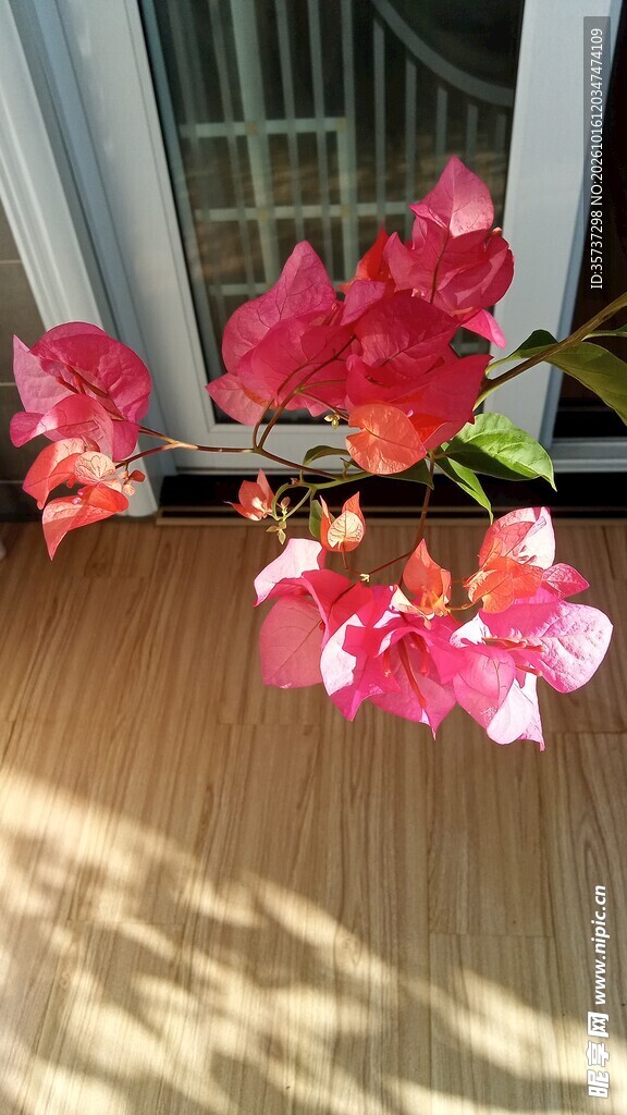 一束橙红三角梅