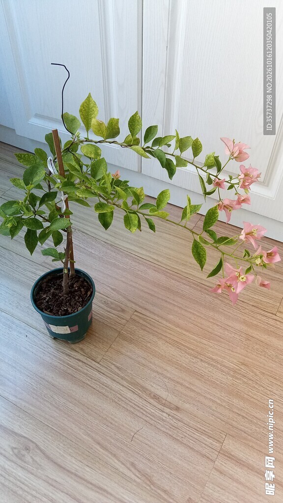 一盆浅粉色三角梅盆栽