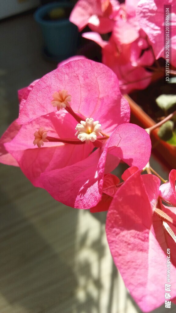 阳光下的玫红三角梅
