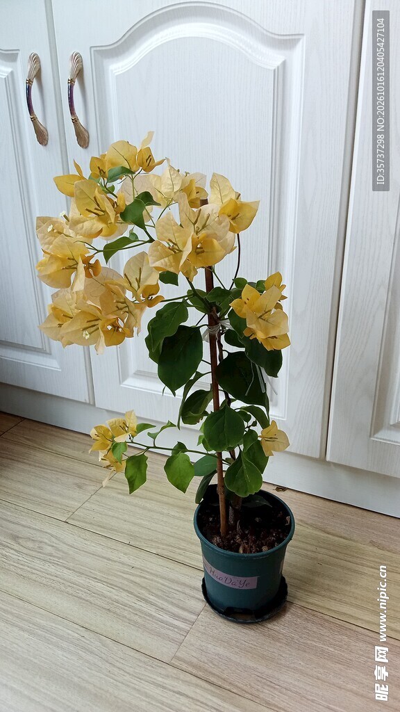 一盆黄色三角梅盆栽