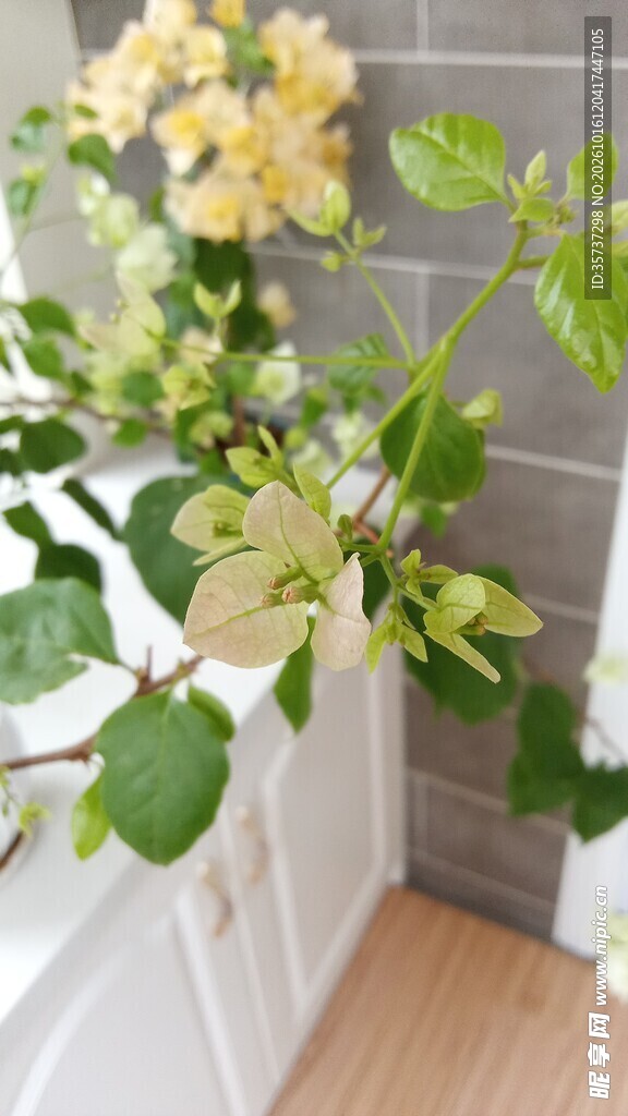 三角梅花苞