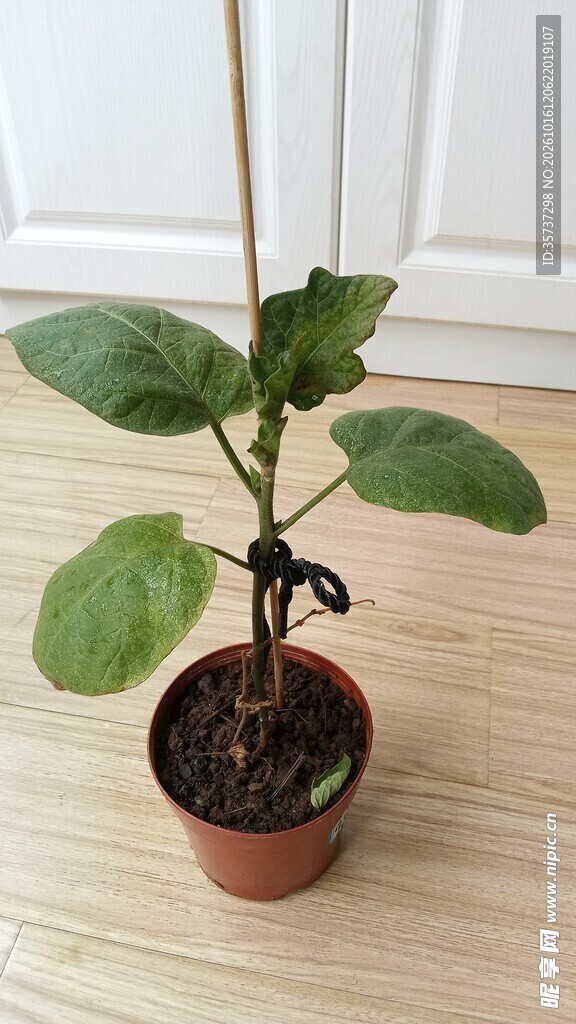 阳台盆栽茄子苗