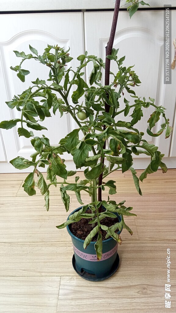 阳台盆栽番茄苗