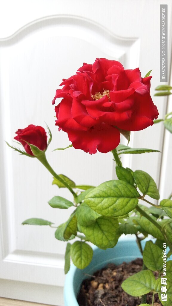 红色玫瑰花和花苞