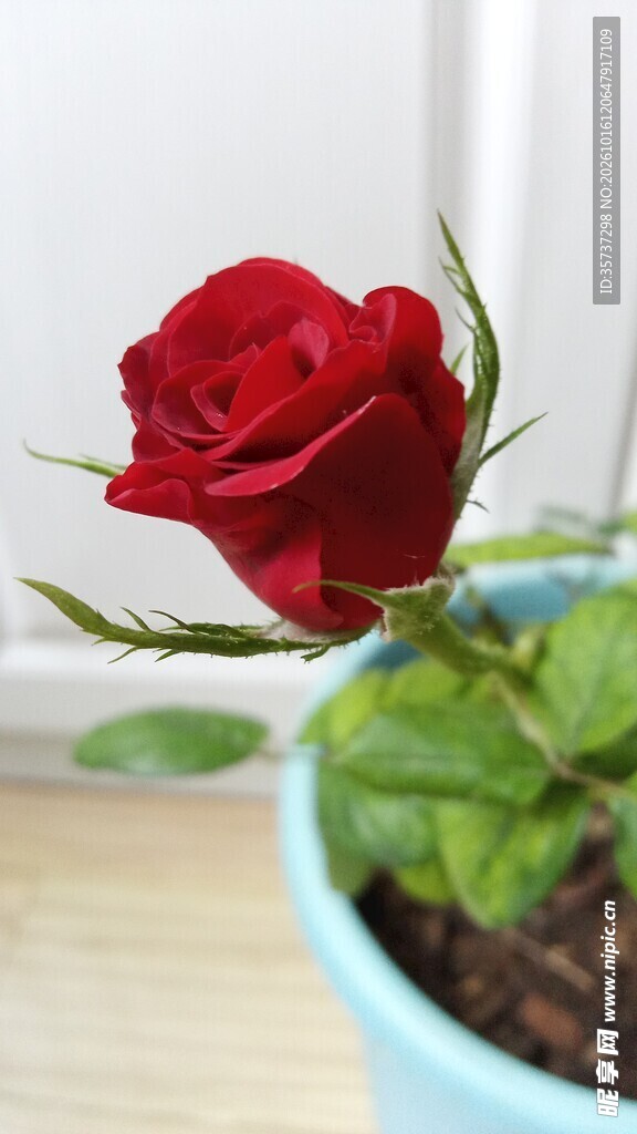 红色玫瑰花苞